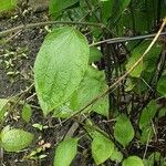 Clematis integrifolia ഇല