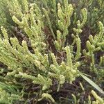 Arthrocnemum macrostachyum Likasa