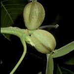 Carya ovata Fruit