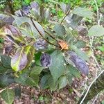 Styrax japonicusLeaf