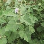 Althaea officinalis Folha