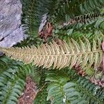 Polystichum lonchitis Frukto