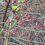 Rosa multiflora Fruit