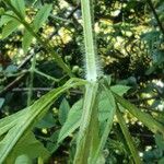 Galium aparine Rhisgl