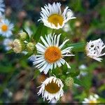 Erigeron annuusപുഷ്പം