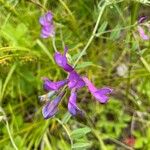 Vicia americana Flower