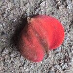 Sterculia foetida Fruit