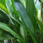 Heliconia psittacorum List