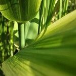 Arundo donax Bark