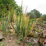 Allium altaicum Habitus