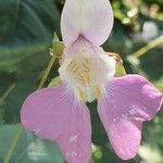 Impatiens balfourii Цвят