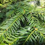Taxus baccata Hoja