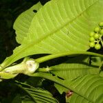 Psychotria grandis