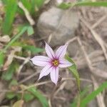 Sisyrinchium rosulatum 花