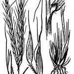 Andropogon distachyos अन्य