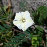 Ipomoea obscura Λουλούδι
