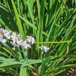 Libertia sessiliflora Fleur