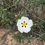 Cistus ladaniferBloem