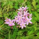 Centaurium erythraeaFlower