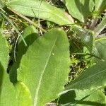 Senecio provincialis Leaf