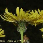 Sonchus hierrensis Flower