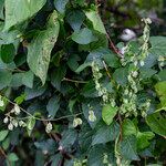 Fallopia dumetorum Flor