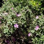 Cistus albidus Habit