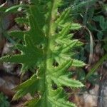 Cirsium tuberosum Blatt