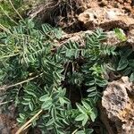 Astragalus australis Blüte