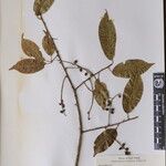 Prunus undulata Máis