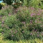 Vernonia angustifolia Habit