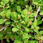 Berberis canadensis Leaf