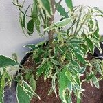Solanum pseudocapsicum 葉