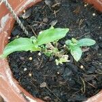 Ruellia tuberosa पत्ता