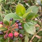 Vaccinium racemosum Fruto
