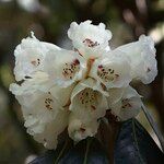 Rhododendron macabeanum Çiçek