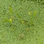 Ranunculus ophioglossifolius Libunga