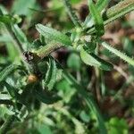 Hieracium gouanii Blatt