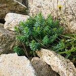 Euphorbia portlandica Blad