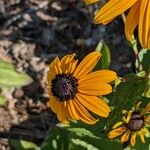 Rudbeckia hirta Virág