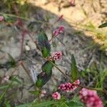 Persicaria maculosaBlüte