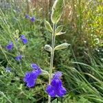 Salvia chamaedryoides Fleur