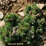 Draba hispanica Habitat