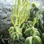 Peperomia nivalisKvět