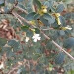 Osmanthus delavayi Blüte