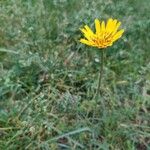 Tragopogon orientalis Bloem