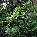 Anthocleista schweinfurthii पत्ता