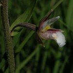 Epipactis palustris Flor