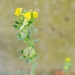 Linaria simplex Flower