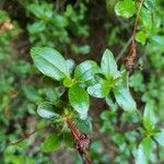 Rhododendron simsii Leaf